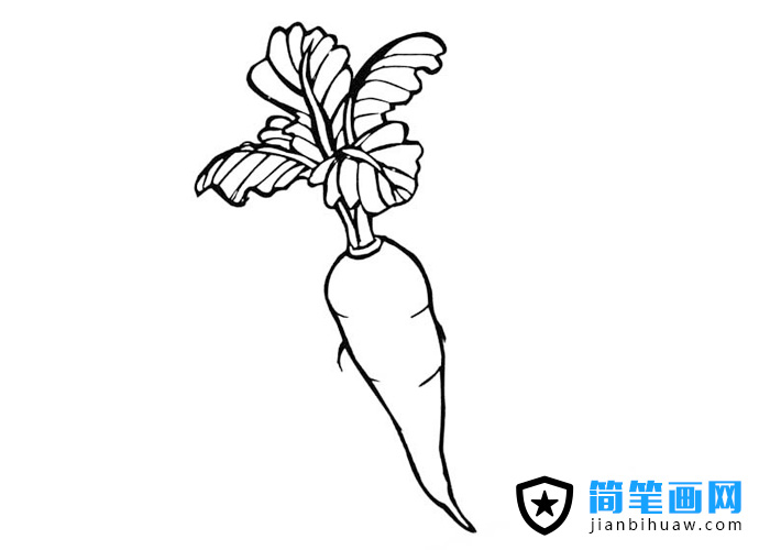 胡蘿卜簡筆畫圖片